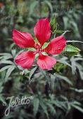 Hibiscus coccineus